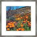 Orange Poppies In The Spring Time In Central Arizona Usa Framed Print