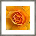Orange Rose Framed Print