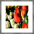 Orange Yellow And White Tulips Framed Print