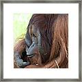 Orangutan Cz 17 Framed Print