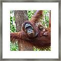 Orangutan Mother And Baby Framed Print