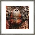 Orangutan Portrait Framed Print