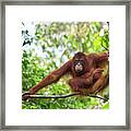 Orangutan Resting In Tree Framed Print
