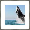 Orca Jumping Out Of Water Framed Print