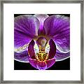Orchid At Night - Phalaenopsis Framed Print