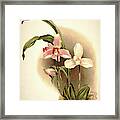 Orchid, Lycaste Skinneri And Alba Framed Print