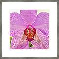 Orchid Phalaenopsis Spec., Close-up Framed Print