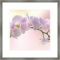 Orchid Framed Print