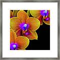Orchid Study Ten Framed Print