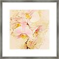 Orchids Framed Print