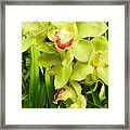 Green Cymbidium Orchids Iii Framed Print