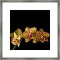 Orchids On Black Framed Print