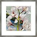 White Cymbidium Orchids I Framed Print