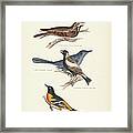 Order Passeriformes Framed Print