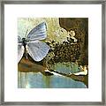 Organic Butterfly Framed Print