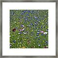 Ornamental Flower Meadow With Blue Cornflowers Framed Print