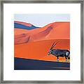 Oryx Antelope Framed Print