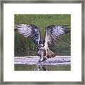 Osprey Framed Print