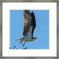 Osprey Taking Flight Framed Print