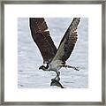 Ospreys Catch Fish Framed Print