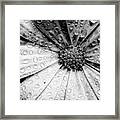 Osteospermum Petals Black And White With Water Framed Print