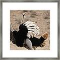 Ostrich Fight Framed Print