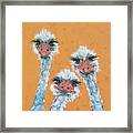 Ostrich Sisters Framed Print