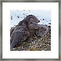 Otter Family Together Framed Print