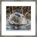 Otterly Contented 9790 Framed Print