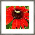 Ouch Ouch Ouch Framed Print