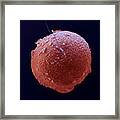 Ovum With Single Sperm Framed Print