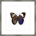 Owl Butterfly Framed Print