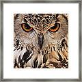 Owl Face Closeup Framed Print
