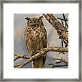 Owl Framed Print