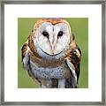 Owl Portrait Framed Print