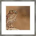Owl Vs Bee Framed Print