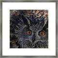 Owl's Eye Framed Print