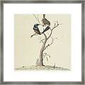 Page 34. Mo,ro,dru,ing, Male And Female, Natural Size Superb Blue Wren Malarus Cyaneus, 1791-92 Framed Print