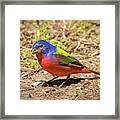Painted Bunting Framed Print