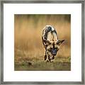 Painted Dog Stalk Framed Print