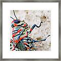 Painted Grasshopper 4 Framed Print