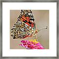 Painted Lady Framed Print