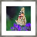 Painted Lady Butterfly Framed Print