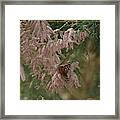 Painted Lady On Pink Chinese Saltcedar Framed Print