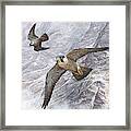 Pair Of Peregrine Falcons In Flight Framed Print