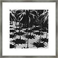 Palm Shadows Framed Print
