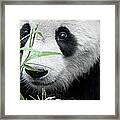 Panda Holding Bamboo Framed Print