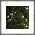 Panda Framed Print