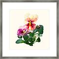 Pansies In Sunshine Framed Print