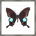 Papilio Butterfly Framed Print